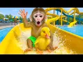 Download Lagu Monyet KIKI Imut bermain seluncuran pelangi dan berenang di kolam renang - Kiki Indonesian