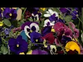 Robbinsdale s Welna Ace Hardware Opens Garden Center