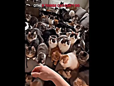 other things cat can't do 😔