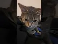 Download Lagu cat says hi #cat