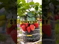 Cara menanam stroberi yang benar #tipsberkebun #berkebunsecaraorganik #berkebun #strawberry #fyp