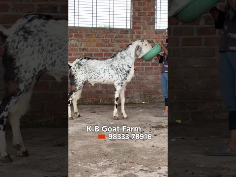Makhi Cheena Gujri Khassi at KB Goat Farm Padgha
