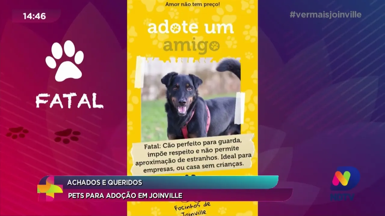 Achados e Queridos: pets para adoção em Joinville