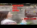 Download Lagu Pancingan Pleci Auri Betina