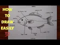 how to draw and label diagram of Fish easily - step by step How to draw Fish in just 5 minutes