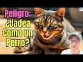 Download Lagu 🐱‍🐉 SIGNIFICADO PATOLOGICO DEL JADEO EN GATOS🐱‍🐉
