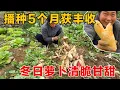 Lagu 丰收的喜悦！播种5个月的萝卜终于大丰收，冬天的萝卜清脆甘甜，再多辛苦也值了