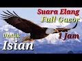 Download Lagu Suara Elang Full Gacor Cocok Untuk Isian