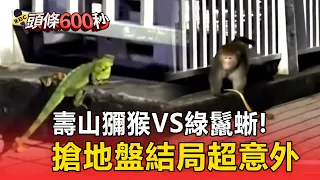 壽山霸主爭奪戰！獼猴大戰綠鬣蜥搶地盤結局超意外！目擊驚呼：看了什麼【頭條600秒】