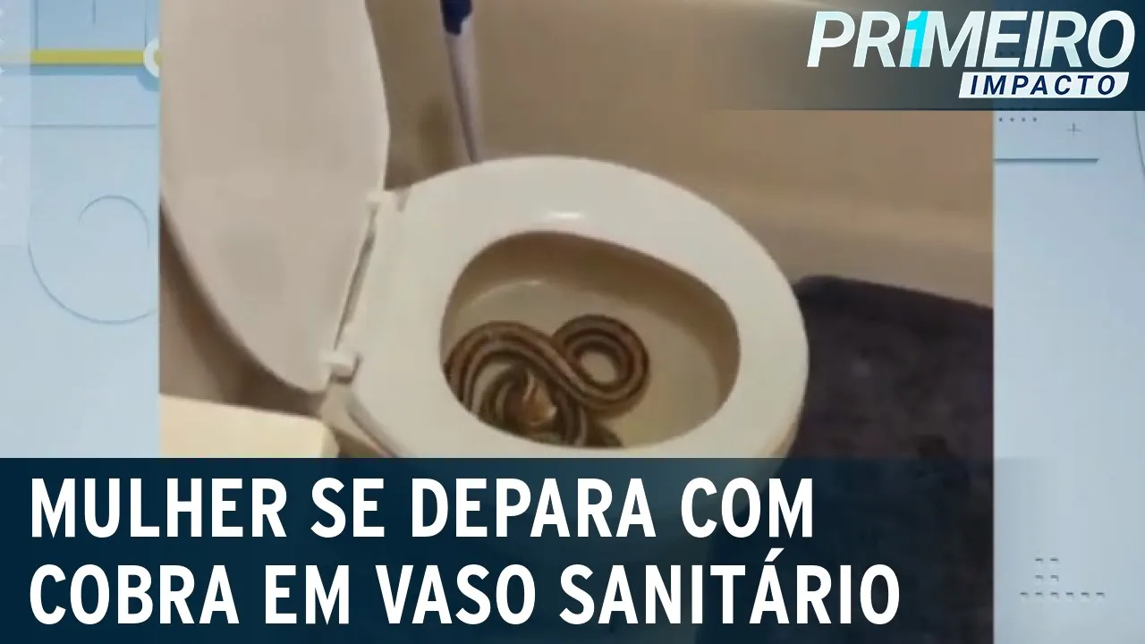 Susto: mulher se depara com cobra dentro de vaso sanitário após urinar | Primeiro Impacto (28/07/23)