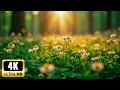 Download Lagu Peaceful Relaxing Music for Stress Relief – Calming Sounds for Meditation, Sleep \u0026 Spa