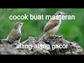 Download Lagu masteran burung alang-alang gacor