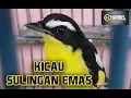 SUARA BURUNG   Sulingan Emas Gacor Dor
