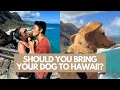How To Bring Your Dog to Hawaii in 2025 Process Costs and Tips To Avoid Animal Quarantine