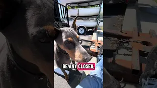 She threw a fit when I tossed that bird a dorito lol. #fypシ #dream #pets #doberman #fyp