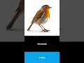 Download Lagu Say it in French I A robin