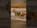 Download Lagu Lions Attack Crocodile To De@th (Lion vs Crocodile Fight) #shorts