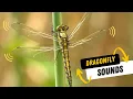 Download Lagu Dragonfly sounds | Wing-Flapping Sound Effects!