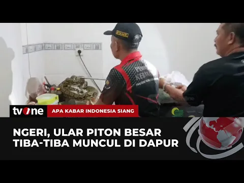 Ngeri, Ular Piton Besar Masuk Dapur Rumah Warga di Tuban