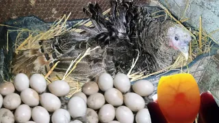 رقود الرومي علي البيض وكم عدد البيض الرقد تحته وتفاصيل الرقد مهمه جدا 