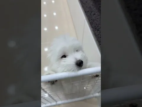 아침에  처음 주인을 만난 강아지