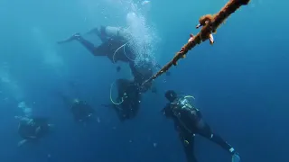                            دندنها