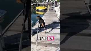 Seals everywhere! Hahaha #fyp #dream #fypシ #pets #doberman