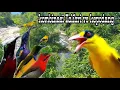 Download Lagu MP3 kombinasi pikat burung kepodang emas