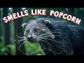 This Animal Smells Like Popcorn But It s a Wild Predator