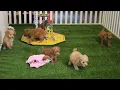 Cockapoo Puppies For Sale
