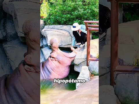 Este hombre le dio a el hipopótamo una pequeña uva.#shorts