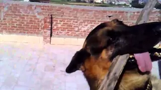 حارس الكلب الاول في مصر 