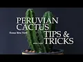 Peruvian Cactus Tips Tricks