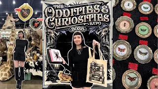 Oddities and Curiosities Expo 2025 huge haul taxidermy classes and spooky vendors