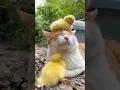 The cat and his friends #cat #catlover #funny #funnyvideos #foryou #cutecat #funnycat#funnyamimals