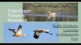 natures romance unveiled ruddy shelduck courtship on the banks of mahananda