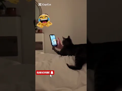 Funny cat #shorts #funny