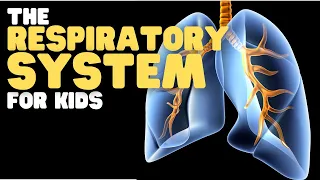 the respiratory system for kids