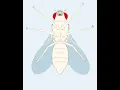 Download Lagu Drosophila 1
