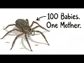 The Wolf Spider Isn t What You Think Stop Killing It