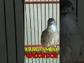 Download Lagu burung kapas tembak gacor #shorts #shortvideo #shortsvideo #short