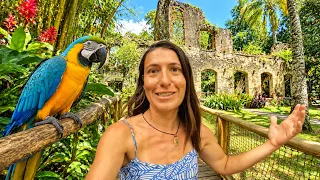 We Visited a ZOO Built Around VOLCANO RUINS! Martinique E402
