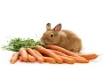 Download Lagu vidio lucu kelinci vs marmut berlomba makan 2016