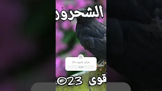 صوت الشحرور الأسود لكل صياد ما عم يرد عليه الشحرور  صوت الشحرور الأسود لكل صياد ما عم يرد عليه الشحرور