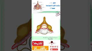 خطوات رسم الفقرة النموذجية شكل 12 صفحة 28 احياء الثالث المتوسط تركيب الفقرة النموذجية 2024 