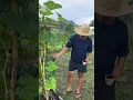 Lagu Simpleng buhay sa probinsya #viralvideo #buhayprobinsya #simplelife #backyardfarming