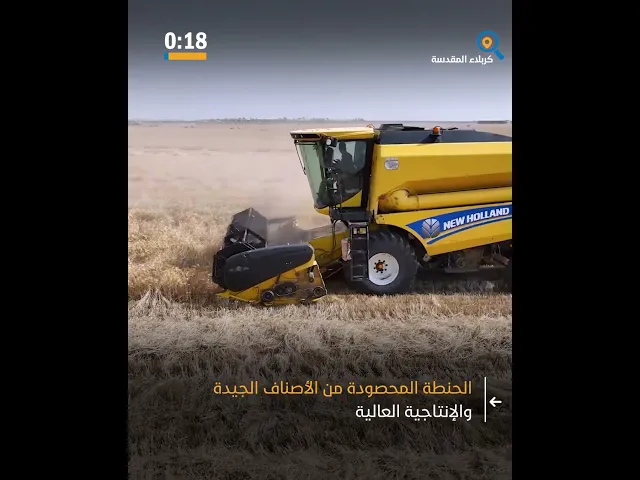 ⁣الانتهاء من حصاد المساحات المزروعة بالحنطة في مزارع الساقي