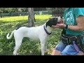 Meet PATCH Available for Adoption at the Animal Defense League of Texas