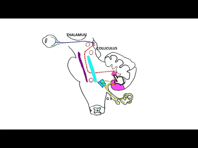 anatomie du cervelet partie 2