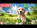 Download Lagu 🔴24 Hours of Dog TV🎵🐶Soothing Dog Music for Sleep🐾🩷Relaxing Music to Ease Dog Anxiety and Stress
